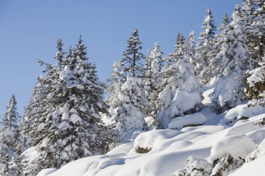 Kış orman. Ladin kar kaplı. 