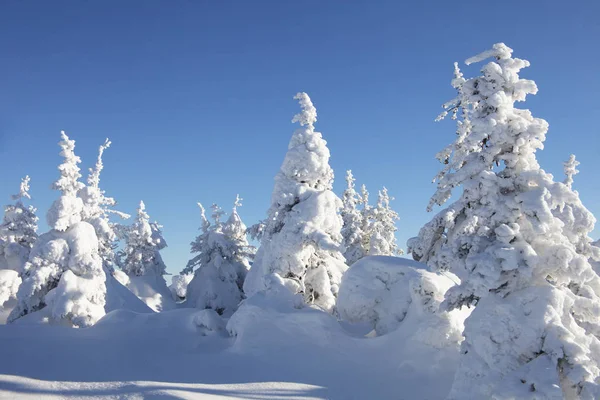 stock image Winter forest. Snow covered spruces. 