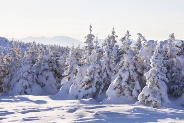 Kar orman kaplı. Kış manzarası
