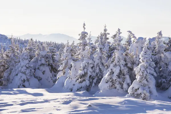 Kar orman kaplı. Kış manzarası