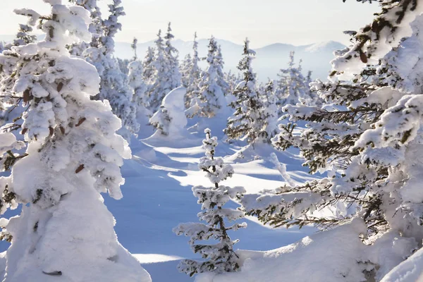 Kar orman kaplı. Kış manzarası