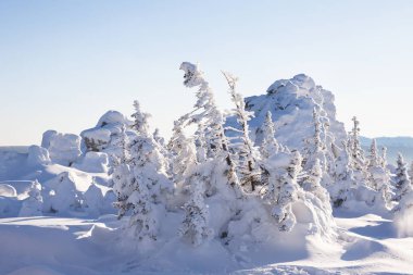 Kış manzarası. Kar köknar ağaçları kaplı. Dağ Zyuratk