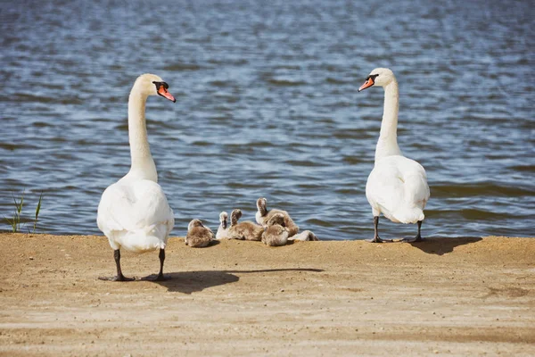 Casal de cisne branco com ninhos — Fotografia de Stock