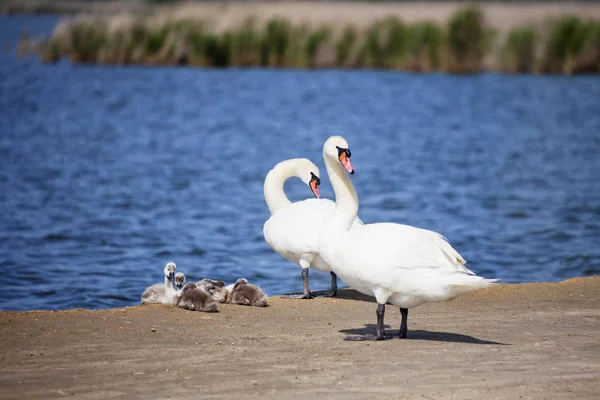 Cisnes Brancos com ninhos. Família das aves — Fotografia de Stock