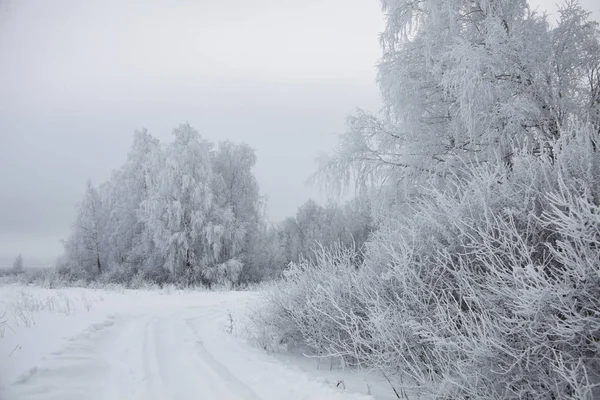 Winterlandschap. bevroren bomen — Stockfoto