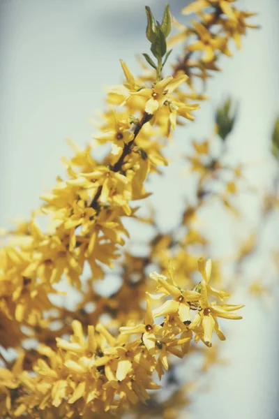 黄色のレンギョウ春花 — ストック写真