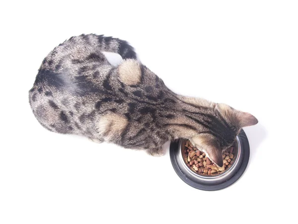 Cat eating dry food from a bowl. — Stock Photo, Image