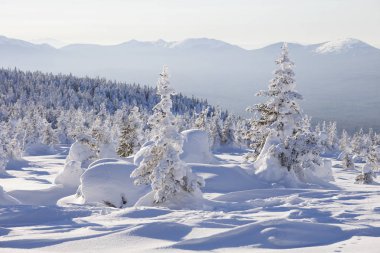 Kış manzarası. Kar orman kaplı. Dağ Zyuratkul