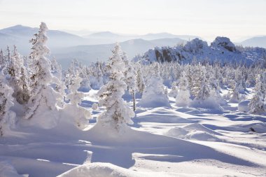 Kış manzarası. Kar orman kaplı. Dağ Zyuratkul