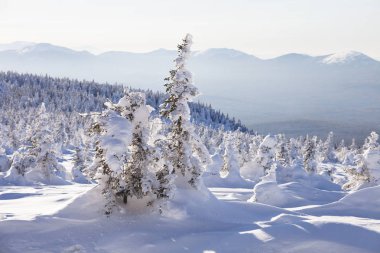 Kış manzarası. Kar orman kaplı. Dağ Zyuratkul
