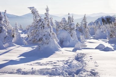 Kış manzarası. Kar orman kaplı. Dağ Zyuratkul