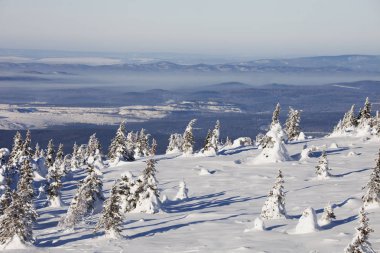 Kış manzarası. Kar orman kaplı. Dağ Zuratkul