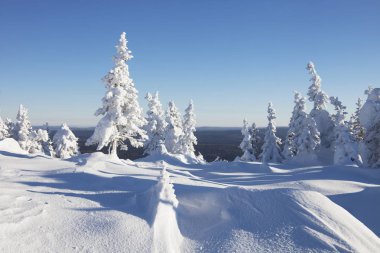 Kış manzarası. Kar orman kaplı. Dağ Zuratkul