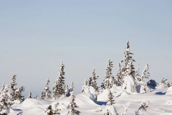 Téli táj. Hófödte erdő. Zuratkul hegység — Stock Fotó
