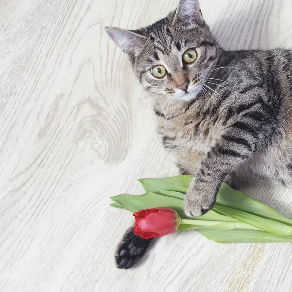 Kırmızı lale çiçek ile kedi — Stok fotoğraf