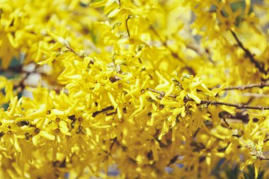 Sarı hor çiçeği çiçek. Bahar