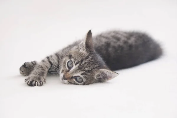 Cute striped kitten lying on white — Stock Photo, Image