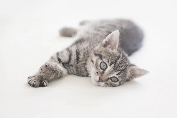 Cute striped kitten on light background — Stock Photo, Image