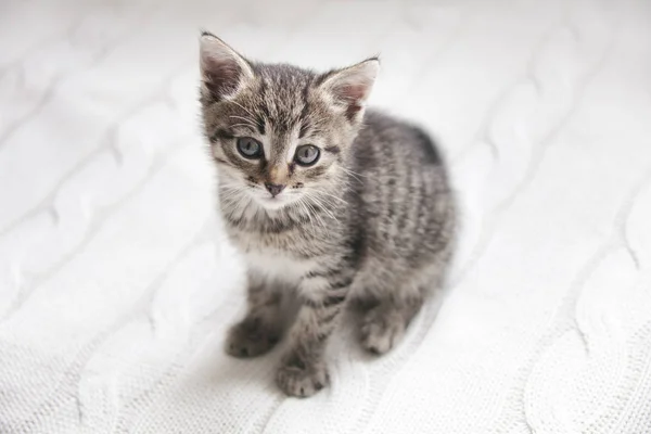 Cute tabby kitten sitting on white knitted background — Stock Photo, Image