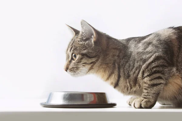 Kedi kaseden yemek. Yakın çekim — Stok fotoğraf