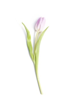 Beyaz arka plan üzerinde izole Pembe çiçek Lale