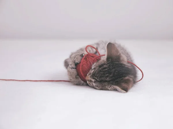 Gatinho brinca com emaranhado de fio vermelho — Fotografia de Stock
