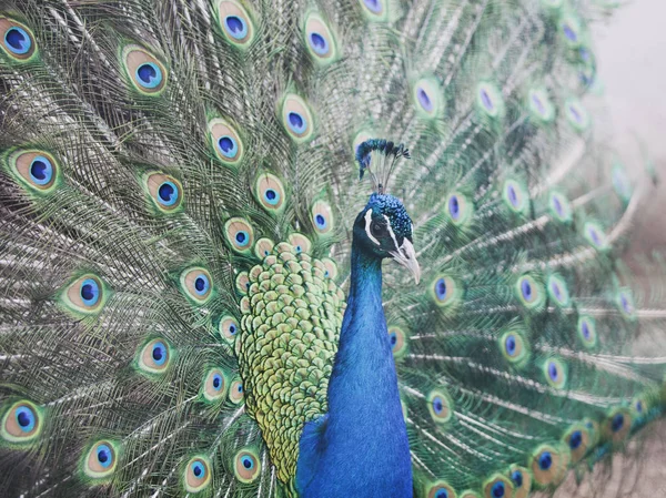 Peacock head. Colorful feathers.