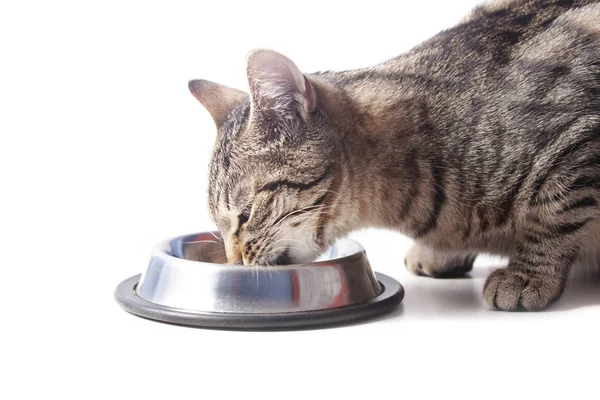 Tekir kedi kaseden yemek — Stok fotoğraf