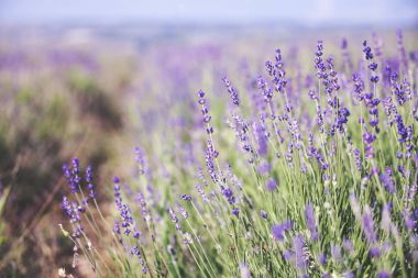 Lavanta çiçekleri - doğa arka plan