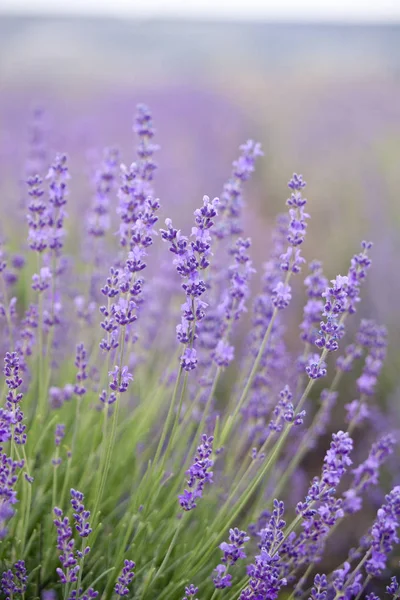Lavender λουλούδια - φύση floral φόντο — Φωτογραφία Αρχείου