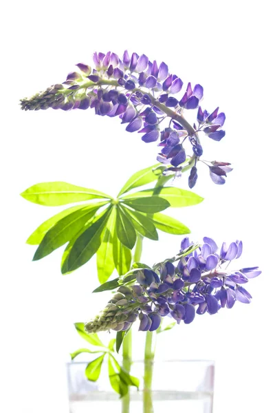 Lupine flowers on white background — Stock Photo, Image