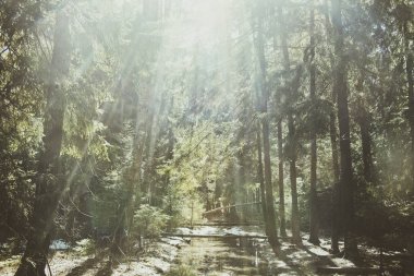 Yeşil ışığı bahar orman