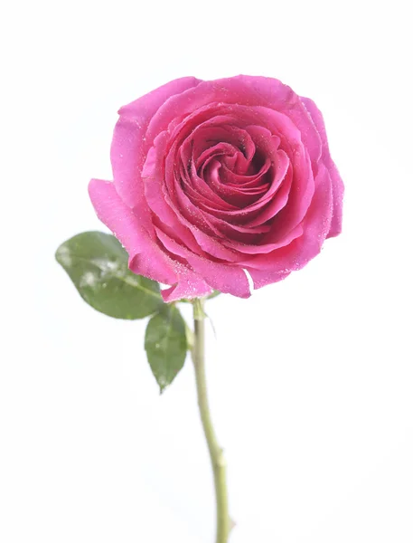 Rose rose fleur sur fond blanc — Photo