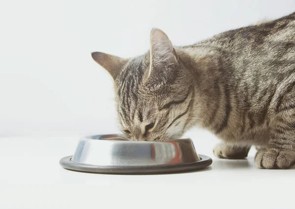 Кіт їсть з миски — стокове фото