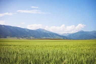 Yulaf alanıyla. Altay. Yaz manzara