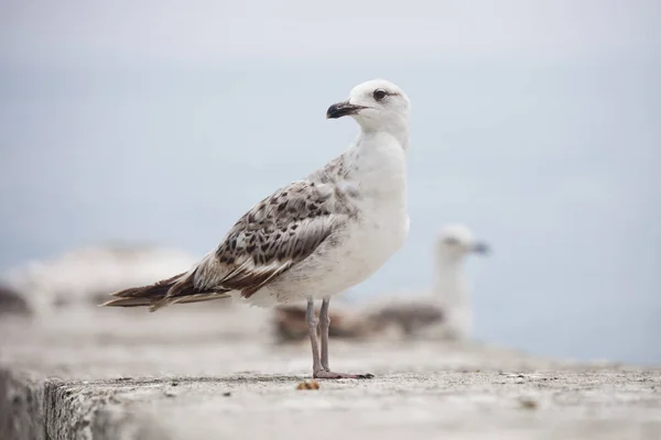 Standing sea gull bird — Stock Photo, Image