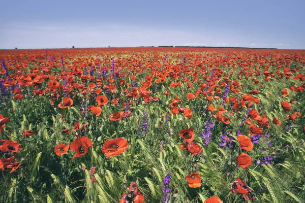 Rood papaverveld — Stockfoto