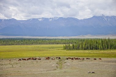 İnek sürüsü. Kurai bozkır manzara. Altay