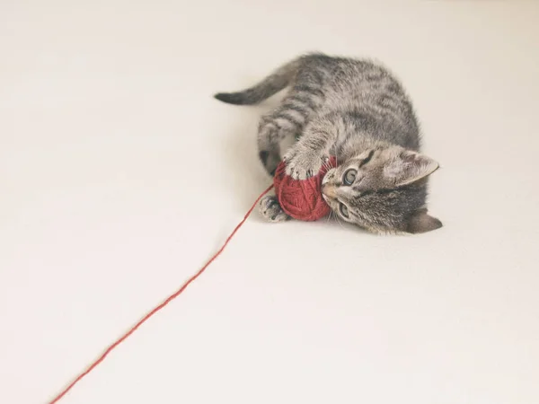 Котёнок играет с красным клубком — стоковое фото