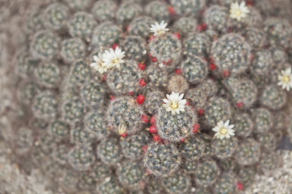 Nature background of blooming cacti — Stock Photo, Image