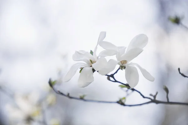 Weiße Magnolie Hummerblüten — Stockfoto