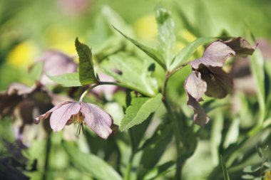 Doğu Karaca ot. Bahar çiçekleri