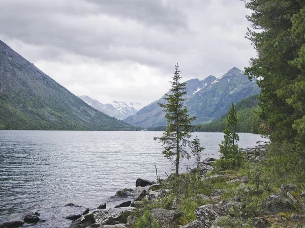 Lago Multinskiye, árboles de thuja en la orilla, paisaje de Altai — Foto de Stock