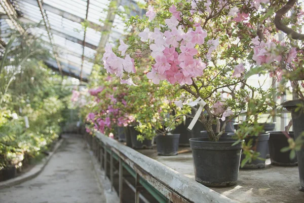 Flowering of rhododendrons. Old stock greenhouse. Moscow Botanic — Stock Photo, Image