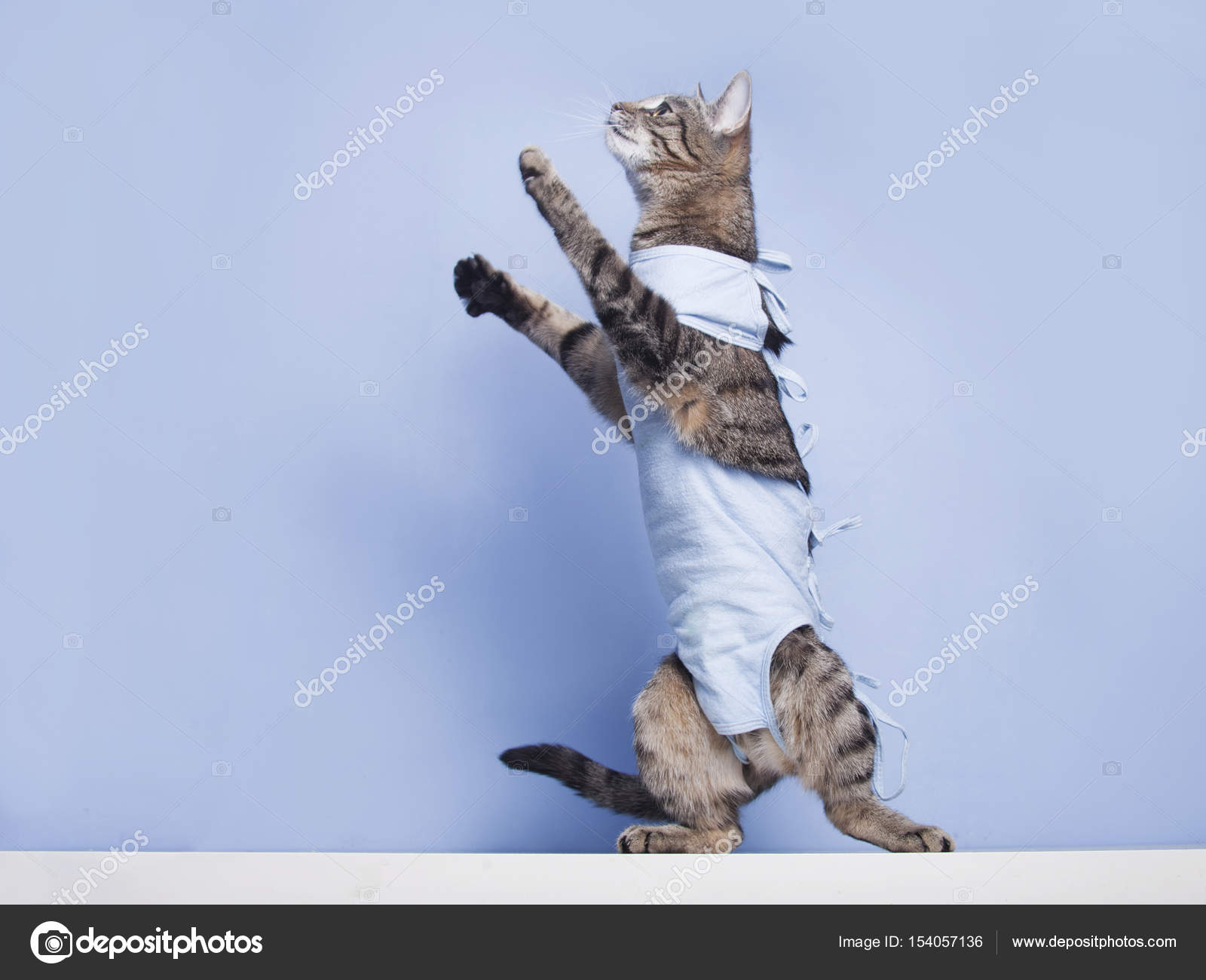 Bir kedi ameliyat sonrası bandaj. Kastrasyon sonra sterilizat evde