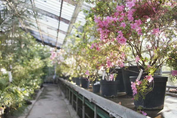 Flowering of rhododendrons in old greenhouse of Moscow Botanical — Stock Photo, Image