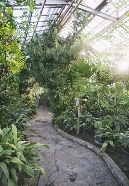 Old greenhouse of the Moscow Botanical Garden — Stock Photo, Image