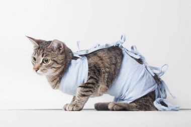 Postoperative bandage on a cat after a cavitary operation clipart