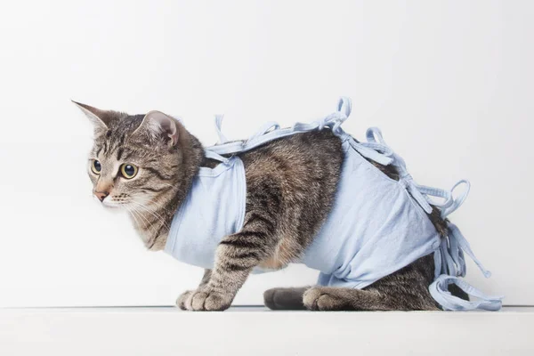 Bir kedi Kaviter işlemi sonra ameliyat sonrası bandaj