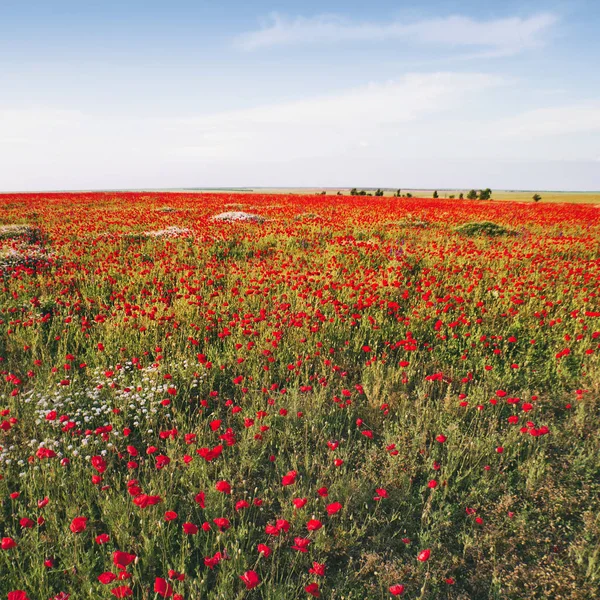 Haşhaş kırmızı alan. Doğa çiçek arka plan — Stok fotoğraf